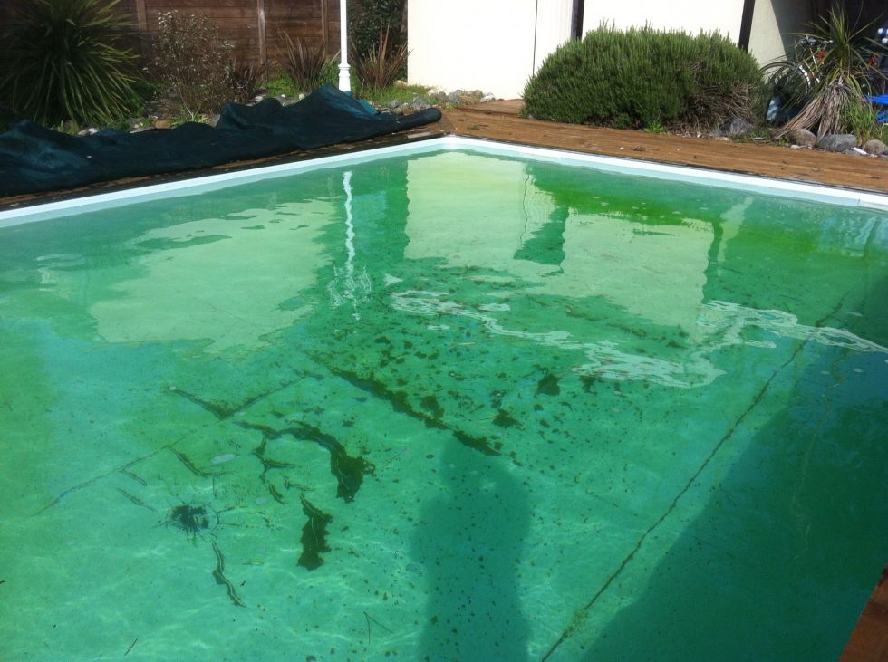 algue moutarde piscine